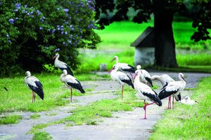 Vienintelė vieta Lietuvoje, kurioje rengiamos gandrų išlydėtuvės: šventė turi net savo tradicijas ir himną