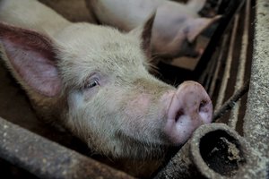 Kiaulių maras plinta toliau – liga įsisuko ir į komercinį kiaulių ūkį