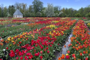 Pagalbininkas sodininkams, kurio rasite kiekvienuose namuose: panaudosite dabar – rezultatas džiugins pavasarį