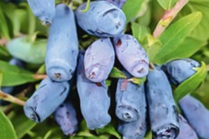 Valgomieji sausmedžiai – kada juos geriausia įsigyti ir kuo geresni už šilauoges