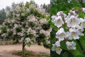 Išrinktas kvapniausias augalas – daliai sodininkų į galvą nė neateitų mintis apie tokį laimėtoją