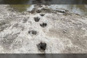 Nuslūgus vandens lygiui pasimatė dinozaurų pėdsakai – vieni geriausiai išsilaikiusių pasaulyje