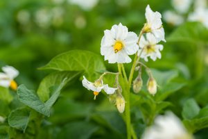 Airijos lietuvis bando laimę patekti į Gineso rekordų knygą: namo sodelyje – neįtikėtinai aukštas bulvės stiebas