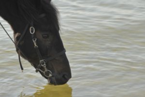 Ką žinote apie Lietuvos karo žirgą – žemaituką?