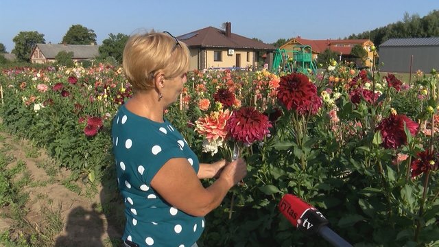 Klaipėdos r. gyvenanti moteris kieme įkūrė amą atimantį sodą: priežiūra atima kone visą laisvalaikį