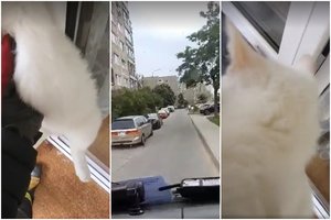 Vilniuje nufilmavo į mirtinus spąstus pakliuvusio katino gelbėjimą: galėjo baigtis labai liūdnai