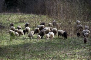 Sausros sukėlė rūpesčių ūkininkams visame pasaulyje: derlius perpus mažesnis, nebeišmaitina gyvulių