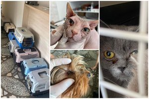 Košmaras Kaišiadoryse: pravėrus vieno kambario buto duris – netveriama smarvė ir didžiulis apleistų gyvūnų skaičius