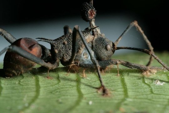  Grybelis auga visoje skruzdėlės kūno ertmėje, naudodamas vidaus organus kaip maistą.