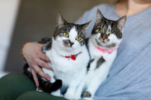 Po automobilio kapotu ir viduryje gatvės rasti du benamiai raini kamuoliukai kartu krečia išdaigas Aušros namuose