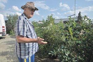 Šilauogių augintojas atskleidė, ko reikia geram derliui ir išsklaidė mitus
