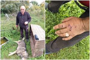 Į košmarišką situaciją Kupiškio rajone patekęs vyras turėjo gelbėtis: prieš jį puolusį vilką stojo su peiliu rankoje