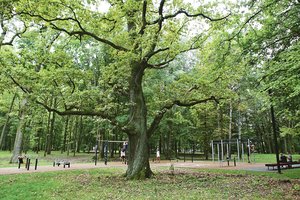 Po renovacijos kauniečiai vėl plūsta į Ąžuolyną: kai kurie išeina prisirinkę net miško gėrybių