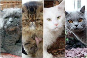 11 populiariausių kačių veislių 2022 m.: išsirinkite, kuri jums tinka labiausiai