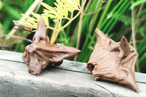 Į Žuvinto ežero paviršių pakilo ypač retas augalas: tikėtina, kad jis išsilaikė ne vieną šimtmetį