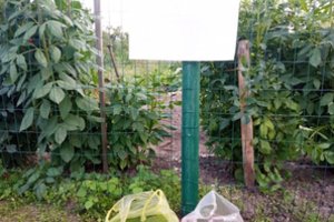 Sodininkai nemokamai dalijasi užaugintomis daržovėmis