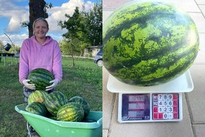 Lietuvos pakraštyje arbūzus auginanti ūkininkė atskleidė, ko reikia geram derliui 