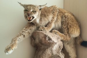 Saugomo gyvūno iškamša pridarė nemalonumų: gresia ne tik iškamšos konfiskacija, bet ir bauda