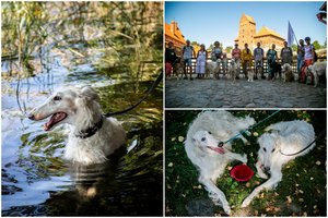 Aristokratiški rusų kurtai Trakuose išlydėjo vasarą: skubėjo ežere „mirkyti“ savo kurtų