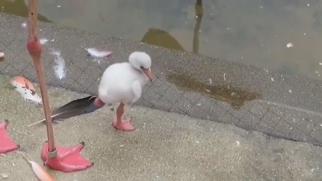 Mažais žingsneliais suaugusiųjų link: išvyskite flamingo jauniklio pastangas išsilaikyti ant vienos kojos