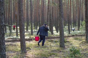Primena, ką svarbu žinoti mėgstantiems spanguoliauti ir grybauti: padės išvengti baudų