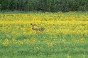 Išsaugoti bioįvairovę privalome dabar arba niekada: prasidėjo šeštasis masinis rūšių nykimas