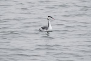 Žvejų tinkluose – tūkstančiai žūstančių paukščių: sprendimų jau ieško ir mokslininkai