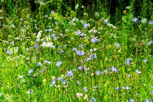 Natūralių pievų nykimas matomas plika akimi: per dešimtmetį jų sumažėjo net trečdaliu