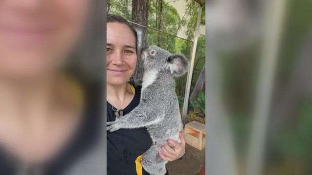 Ir gyvūnams reikia meilės: pamatykite, kaip koala meiliai prisiglaudžia prie prižiūrėtojos