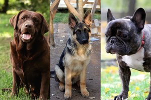 20 populiariausių šunų veislių 2022 m.: charakterių ir fizinės savybės atskleidžia, kam tinkami šie šunys