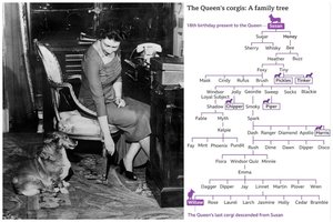 Karališkųjų korgių, užvaldžiusių žmonių širdis, kilmė gali nustebinti: viskas prasidėjo nuo karalienės tėvo dovanos
