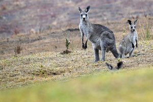 Namuose laikyta kengūra užpuolė ir nužudė vyrą: atvykus medikams, neleido suteikti pagalbos