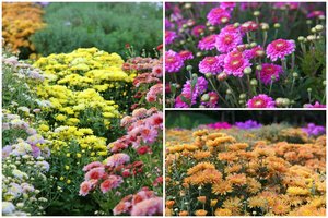 Nepraleiskite progos pasigrožėti: VDU Botanikos sode išsiskleidė daugybė chrizantemų žiedų