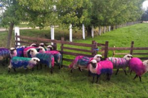 Ryškiaspalvės avys Radviliškio rajone sukėlė pasipiktinimo bangą: specialistai atsakė, ar dažai gali pakenkti gyvūnams