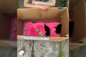 Jonavos turguje pastebėjo vaiką, pardavinėjantį kačiukus: primena, kas už tai gresia ir ką daryti, pastebėjus tokį pažeidimą