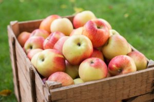 Ruduo ir vėl pakvipo obuoliais: sodininkai skina lietuviškų obuolių derlių