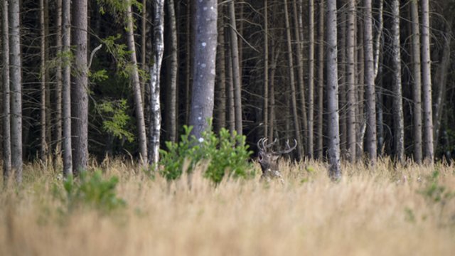 Lietuvos miškai aidi ypatingomis melodijomis: užfiksavo griausmingai baubiantį elnią