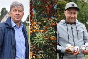 Smaugianti elektros kainų krizė verčia derlių pūdyti laukuose: dar keli mėnesiai tokių sąskaitų – ir bankrotas