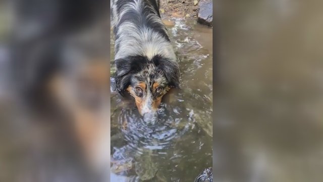 Pamatykite: šuns triukas, atliekamas po vandeniu, sukels juoką