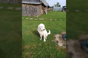 Po pranešimo apie galimai neprižiūrimą šunį – netikėta atomazga: paprastai tokių atvejų net neviešina