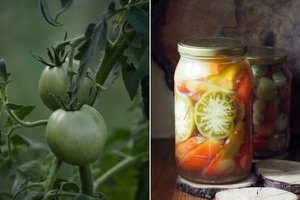 Marinuoti žali pomidorai: receptas, kuris pravers rudenį 