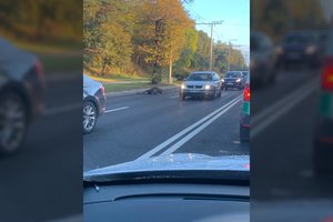 Vilniuje autobusas partrenkė briedį, nelaimės metu nukentėjo moteris