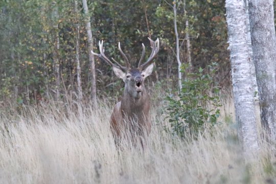 Miškuose – tikras spektaklis: griausmingai baubia besiporuojantys elniai