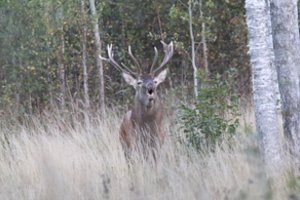 Miškuose – tikras spektaklis: griausmingai baubia besiporuojantys elniai