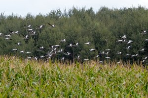 Nepraleiskite progos: Žuvinte netyla išskristi besiruošiančių gervių balsai