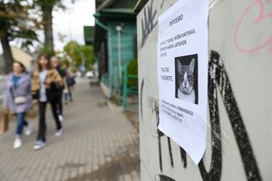 Širdis plyšta dingus augintiniui, tačiau graudulingi skelbimai teršia miestą: vilnietis juos plėšo
