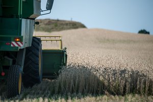 Grūdų derlius šiemet kiek didesnis, bet kokybė nuvylė