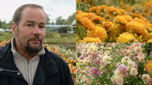 VDU botanikos sode pražydo retos chrizantemų veislės: daugiausia jų – iš Ukrainos