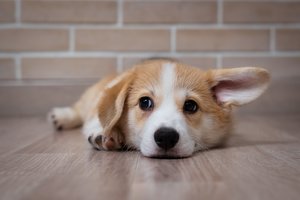 Veterinarijos specialistė: netekę šeimininko gyvūnai gedi, kaip ir žmonės