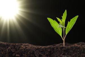 Kinai kosmose išaugino ryžius